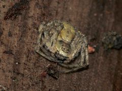 (6) Der Große Rinden-Flachstrecker (Philodromus margaritatus)