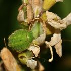 (6) Der Grüne = Brombeer-Zipfelfalter (Callophrys rubi)