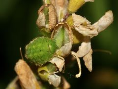 (6) Der Grüne = Brombeer-Zipfelfalter (Callophrys rubi)