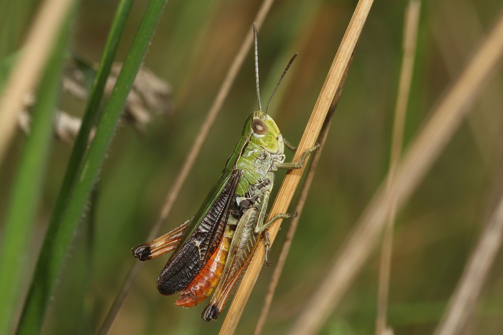 (6) Der HEIDE-GRASHÜPFER (STENOBOTHRUS LINEATUS) ist (noch) häufig.