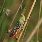 (6) Der HEIDE-GRASHÜPFER (STENOBOTHRUS LINEATUS) ist (noch) häufig.