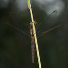 (6) Der Kleine Blaupfeil (Orthetrum coerulescens) - Fortsetzung von 2021