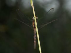 (6) Der Kleine Blaupfeil (Orthetrum coerulescens) - Fortsetzung von 2021