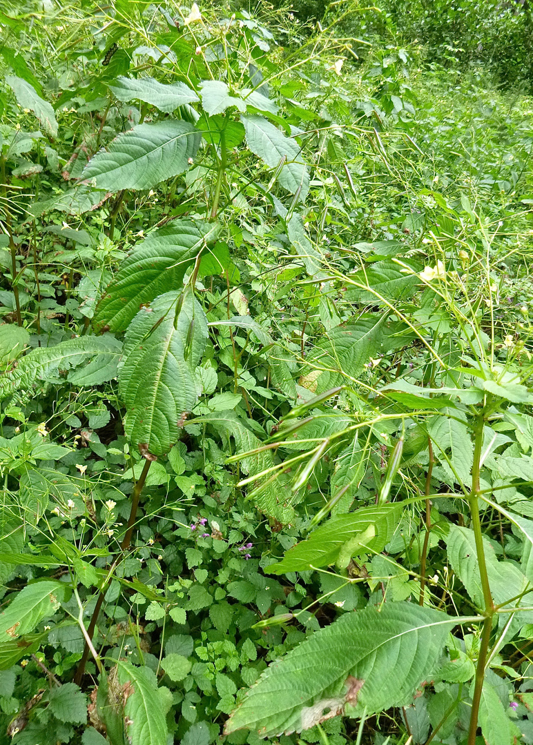 (6) Der MITTLERE WEINSCHWÄRMER (DEILEPHILA ELPENOR) ...