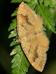 (6) Der Ockergelbe Blattspanner (Camptogramma bilineata) ...