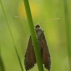 (6) Der Sandheiden-Johanniskrautspanner (Aplocera efformata)