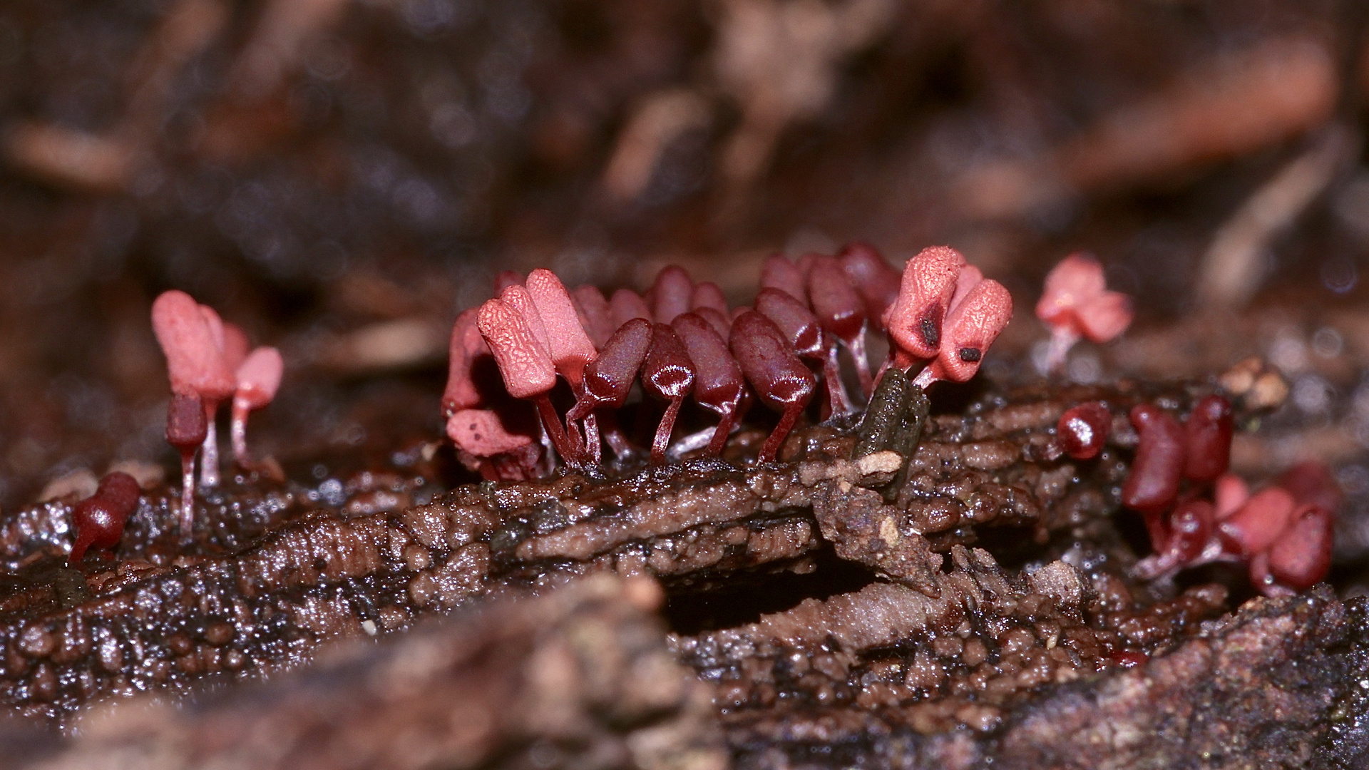 (6) Der Schleim"pilz" ARCYRIA DENUDATA