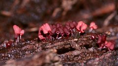 (6) Der Schleim"pilz" ARCYRIA DENUDATA