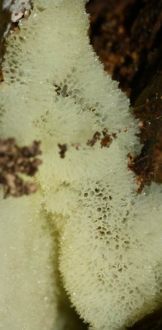 (6) Der Schleim"pilz" CERATOMYXIA FRUTICULOSA und seine Entwicklung