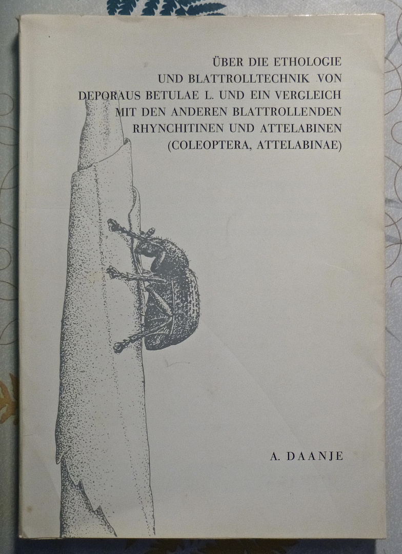 (6) Der Schwarze Birkenblattroller (Deporaus betulae)