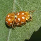 (6) Der Sechzehnfleck-Marienkäfer (Halyzia sedecimguttata)