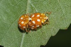 (6) Der Sechzehnfleck-Marienkäfer (Halyzia sedecimguttata)