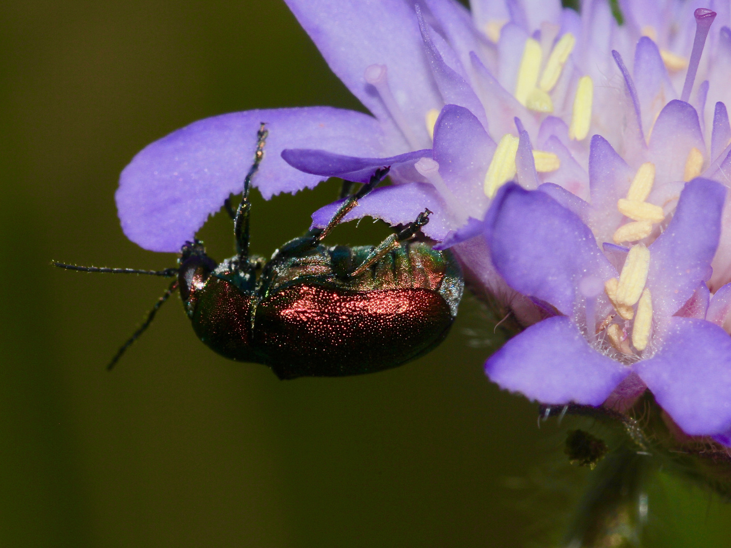 (6) Der Seidenhaarige Fallkäfer (Cryptocephalus sericeus)