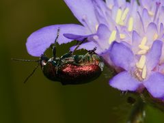 (6) Der Seidenhaarige Fallkäfer (Cryptocephalus sericeus)