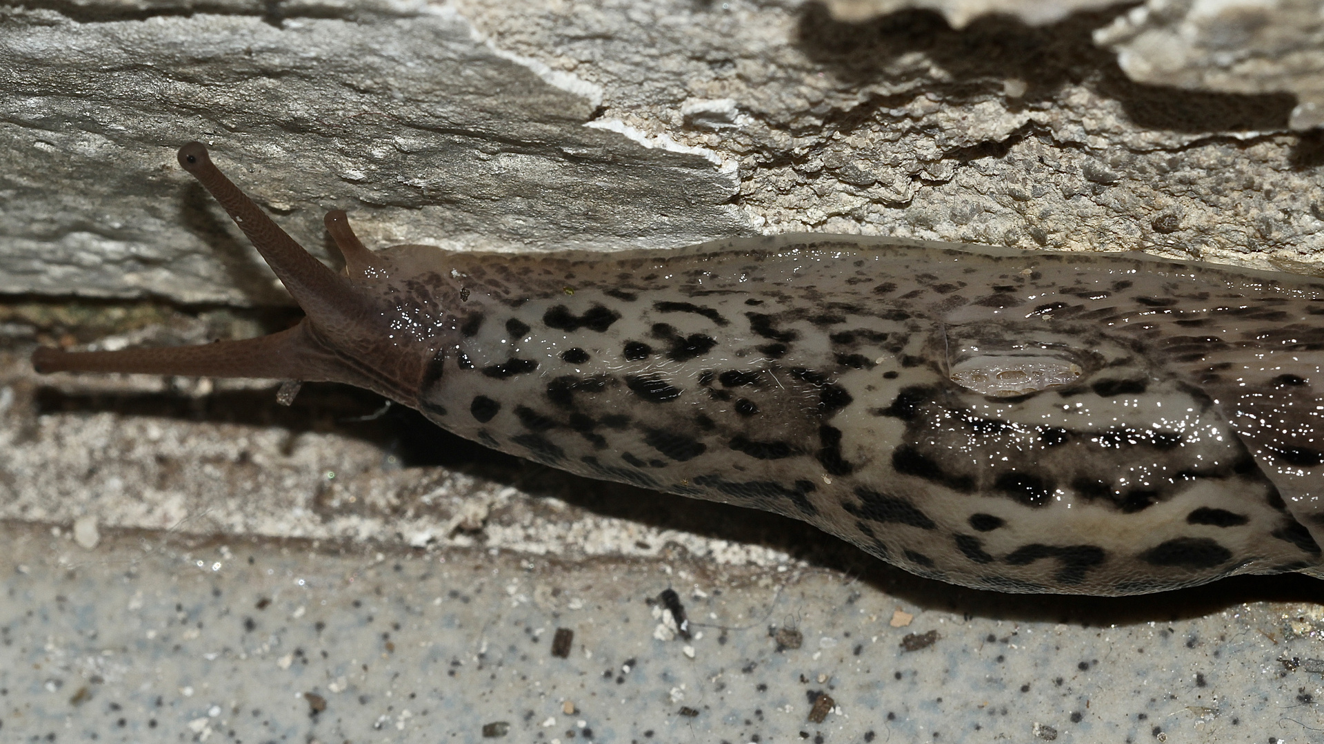 (6) Der Tigerschnegel (Limax maximus)