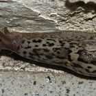 (6) Der Tigerschnegel (Limax maximus)