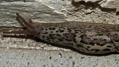 (6) Der Tigerschnegel (Limax maximus)