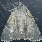 (6) Die Ampfer-Rindeneule (Acronicta rumicis)