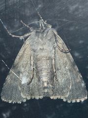 (6) Die Ampfer-Rindeneule (Acronicta rumicis)