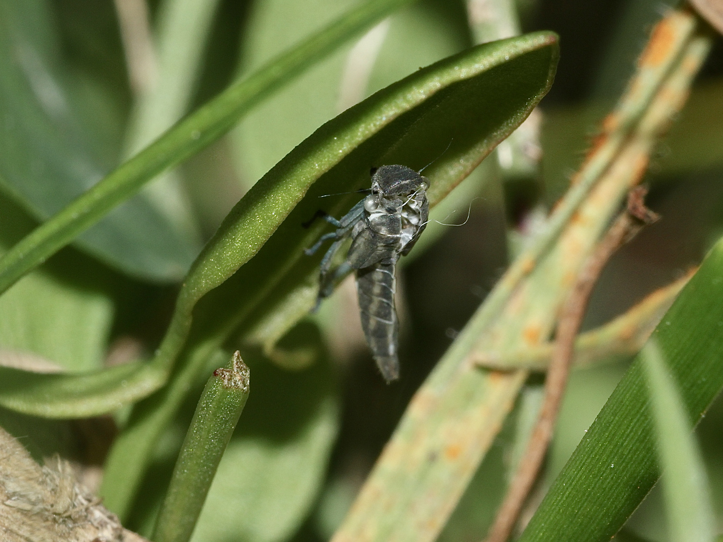 (6) Die Binsen-Schmuckzikade (Cicadella viridis)