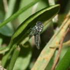 (6) Die Binsen-Schmuckzikade (Cicadella viridis)