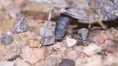 (6) Die Blauflügelige Sandschrecke (Sphingonotus caerulans)