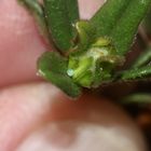 (6) Die Eiablage des Grünen Zipfelfalters (Callophrys rubi) ...
