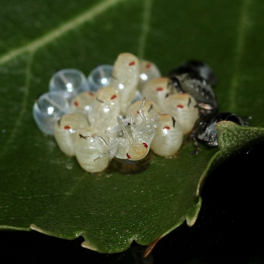 (6) Die Entwicklung der Rotbeinigen Baumwanze (Pentatoma rufipes)