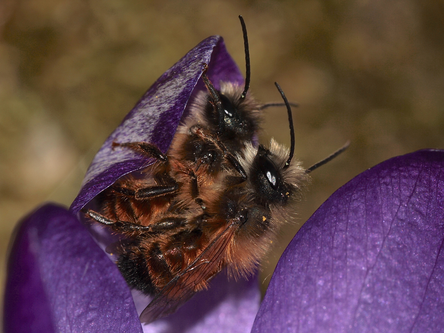 (6) Die ersten Wildbienen im Garten 2018 Foto &amp; Bild