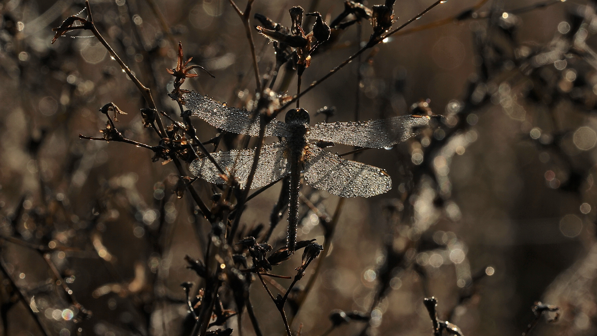 (6) Die Frühe Heidelibelle (Sympetrum fonscolombii) - ...