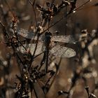 (6) Die Frühe Heidelibelle (Sympetrum fonscolombii) - ...