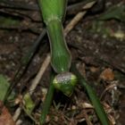 (6) Die Gemeine oder Europäische GOTTESANBETERIN (Mantis religiosa)