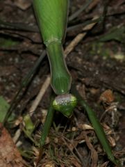 (6) Die Gemeine oder Europäische GOTTESANBETERIN (Mantis religiosa)