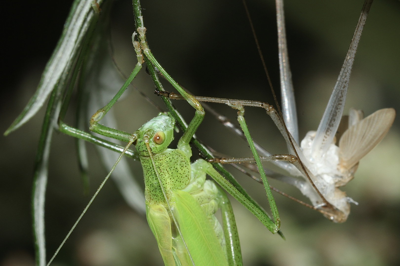 (6) Die Gemeine Sichelschrecke (Phaneroptera falcata)