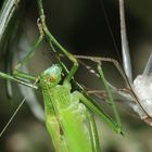 (6) Die Gemeine Sichelschrecke (Phaneroptera falcata)