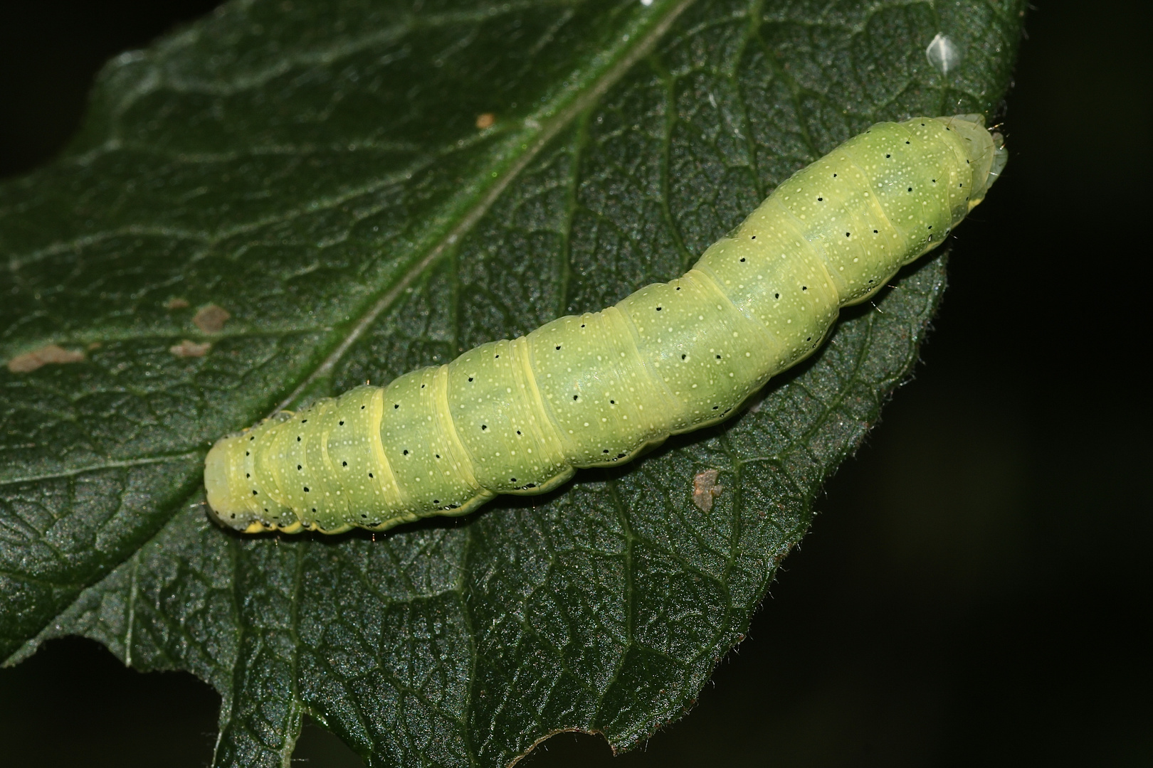 (6) Die Gemüseeule (Lacanobia oleracea) ...