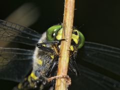 (6) Die Gestreifte Quelljungfer (Cordulegaster bidentata) - ...