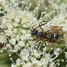 (6) Die hübsche Wegwespe (Fam. Pompilidae) CEROPALES MACULATA, Kuckucks-Wegwespe