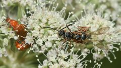 (6) Die hübsche Wegwespe (Fam. Pompilidae) CEROPALES MACULATA, Kuckucks-Wegwespe