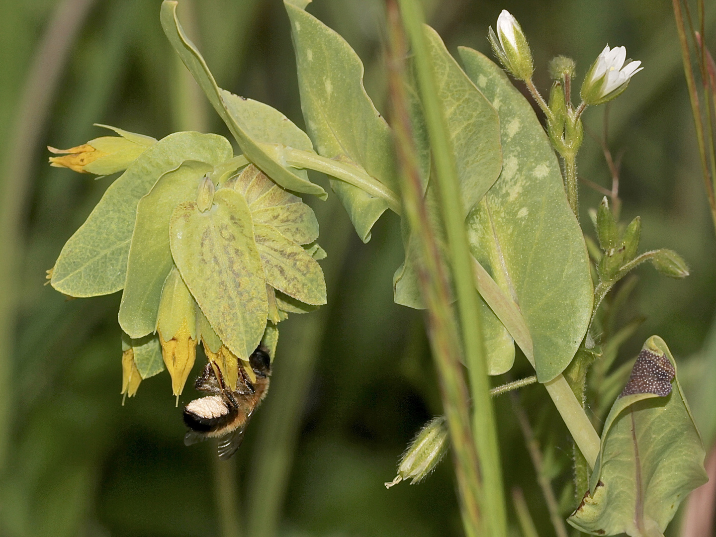 (6) Die Kleine Wachsblume und ihre Mauerbiene Osmia cerinthidis - eine spannende Geschichte