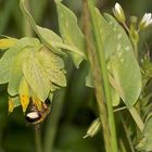(6) Die Kleine Wachsblume und ihre Mauerbiene Osmia cerinthidis - eine spannende Geschichte
