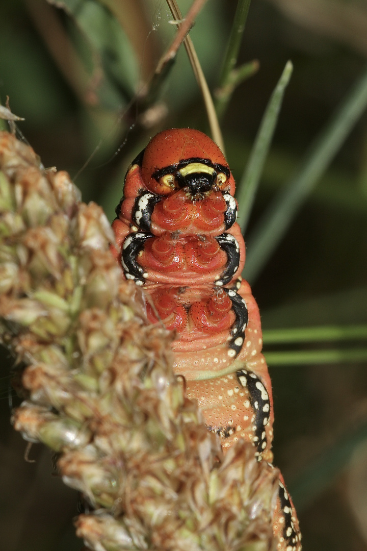 (6) Die knallbunte Raupe des Wolfsmilchschwärmers (Hyles euphorbiae), ...