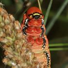 (6) Die knallbunte Raupe des Wolfsmilchschwärmers (Hyles euphorbiae), ...