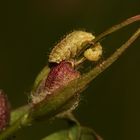 (6) Die Larve des Nelken-Kokonrüßlers (Hypera arator) ...