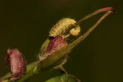 (6) Die Larve des Nelken-Kokonrüßlers (Hypera arator) ...