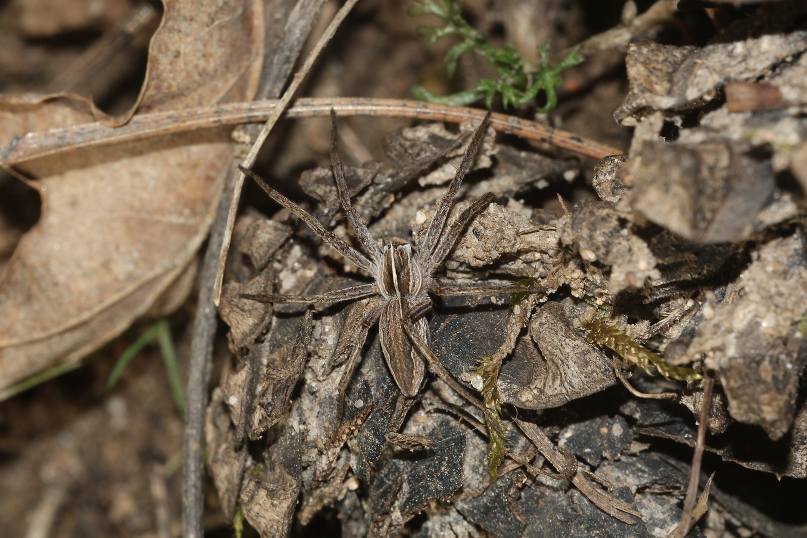 (6) Die Listspinne (Pisaura mirabilis) ...