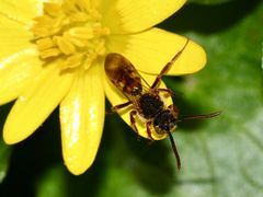 (6) Die Männchen der NOMADA-Wespenbienen ...