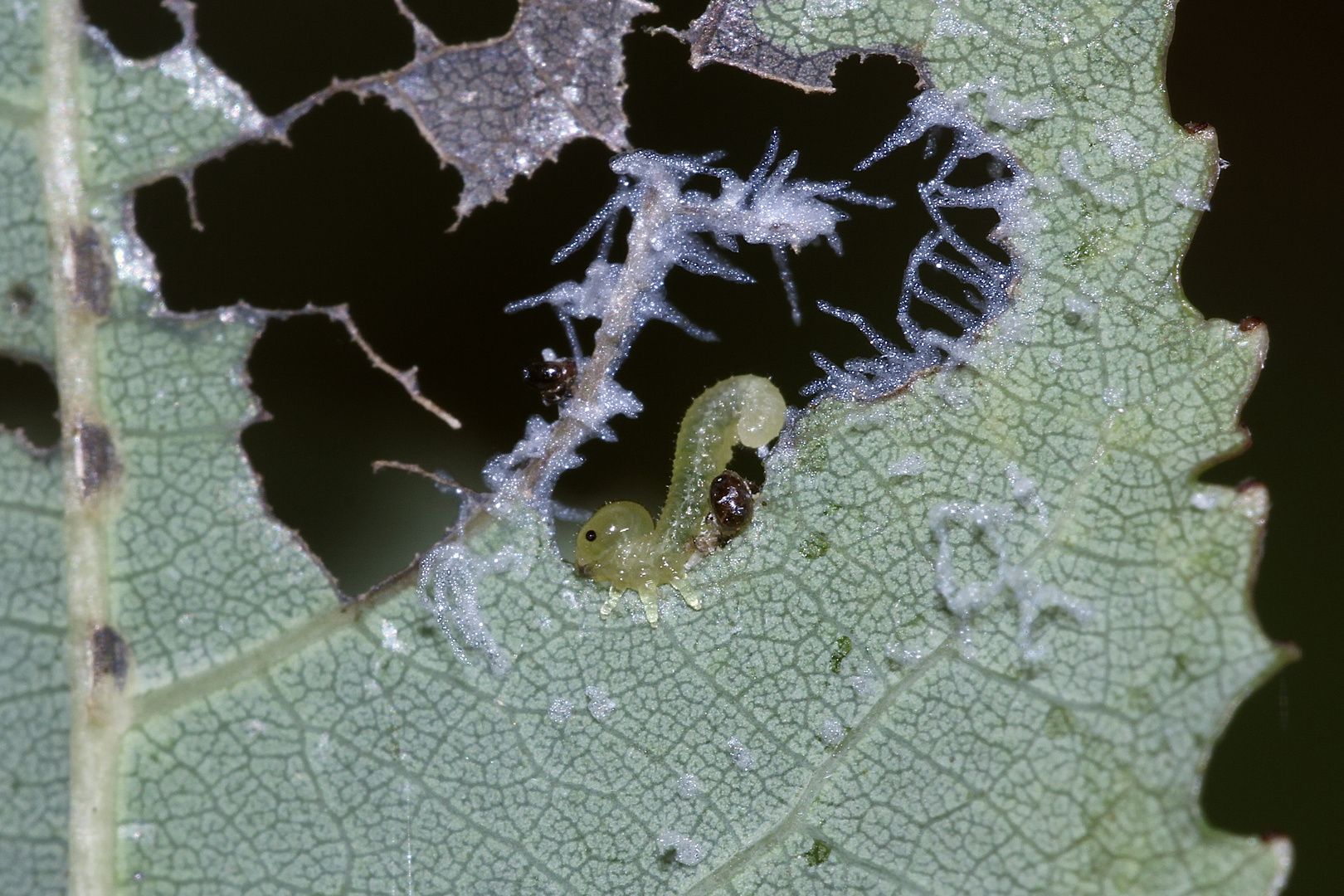 6 - Die PALISADEN-BLATTWESPE (PRISTIPHORA COMPRESSICORNIS)