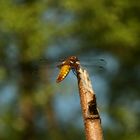 (6) Die PLATTBAUCH-LIBELLE (LIBELLULA DEPRESSA)