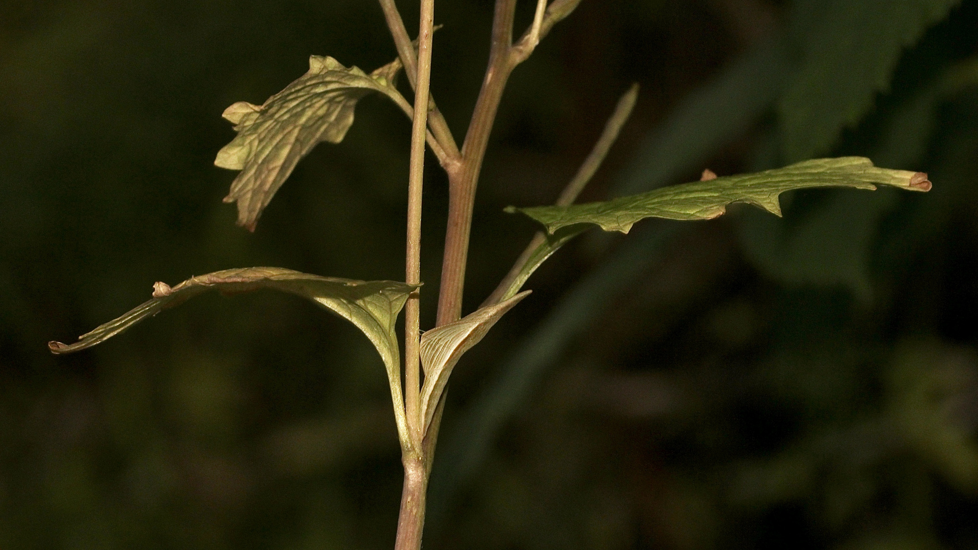 (6) Die Puppe des Aurorafalters (Anthochares cardamines)